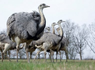 Grădina Zoologică sărbătoreşte vineri Ziua Internaţională a Păsărilor cu o serie de activităţi educaţionale