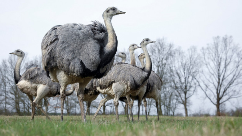 Şase păsări Rhea scăpate de la o grădină zoologică privată din Germania s-au înmulţit, s-au adaptat şi au devenit un coşmar pentru fermieri