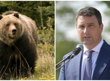 În plin scandal, un urs i-a ieşit în cale ministrului Mediului