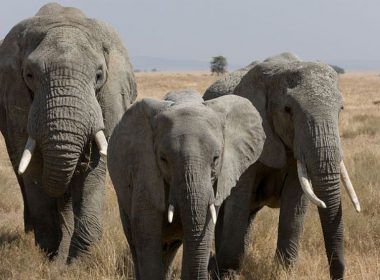 Imagini surprinse în Sri Lanka. Elefanţii au învăţat cum să se ferească de barierele de sârmă ghimpată puse de oameni