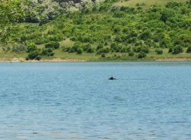 Un urs înota alene pe un lac din Mureş