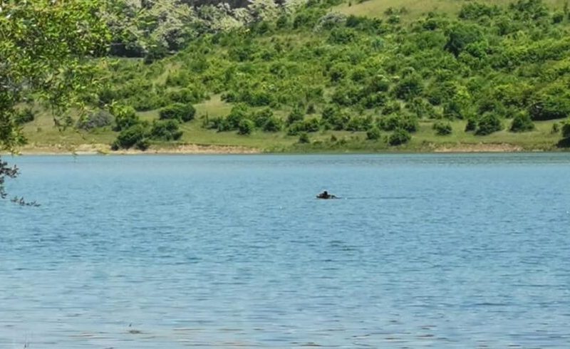 Un urs înota alene pe un lac din Mureş