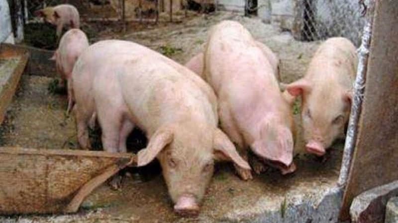Creşterea porcului în GOSPODĂRIE – Decizie fermă din partea Ministrului Agriculutrii