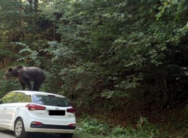 Un urs a fost fotografiat pe o maşină, într-o zonă turistică din Argeş