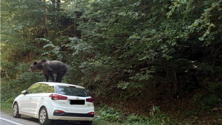 Un urs a fost fotografiat pe o maşină, într-o zonă turistică din Argeş