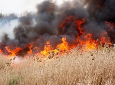 Incendiu de vegetaţie extins la 3 cabane şi la culturi de viţă-de-vie şi porumb