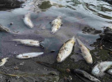 Sute de peşti morţi pe Jiul de Vest! Autorităţile fac investigaţii
