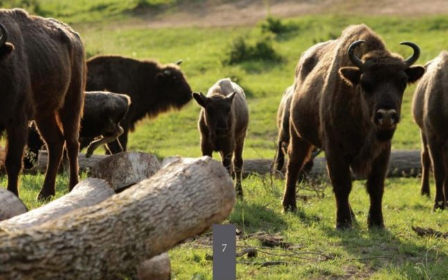 Zimbrii suferă din cauza căldurii. Anunţul făcut de angajaţii cele mai mari zimbrării din România