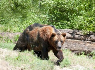 Bărbat de 45 de ani, atacat de urs, la Comarnic, în grădina din spatele casei. Primar: „Am chemat paznicul de vânătoare!”
