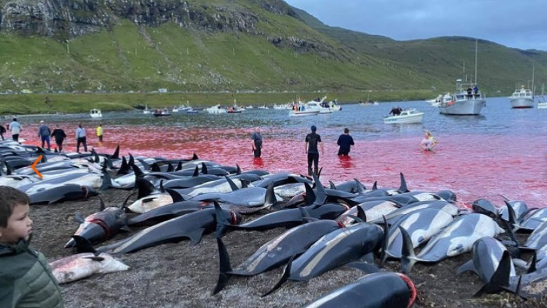 Masacrul delfinilor