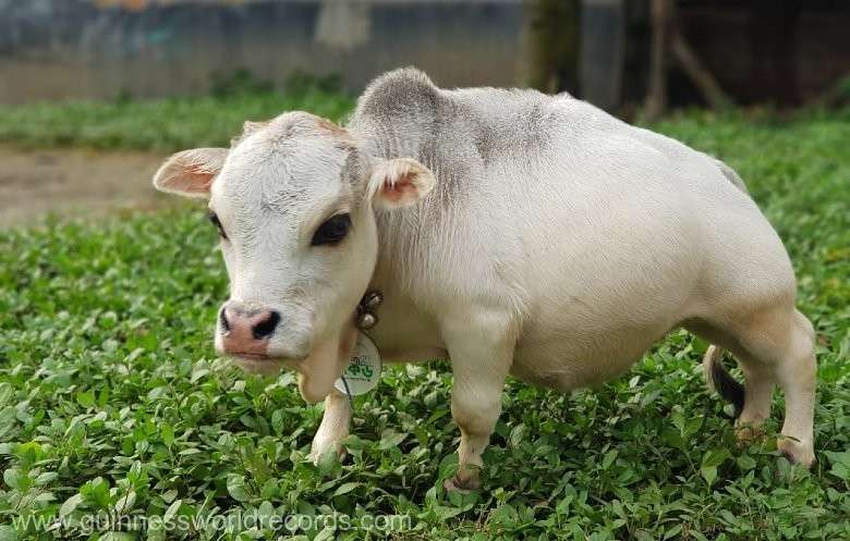Rani, cea mai mică vacă din lume a intrat postum în Guinness World Records