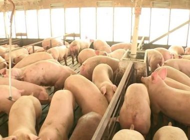 Controale în fermele cu porci sacrificaţi din cauza PPA. La mijloc sunt peste 10 milioane de euro!