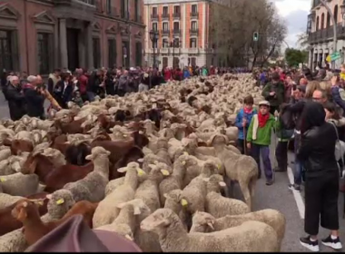 Mii de oi, pe străzile din Madrid