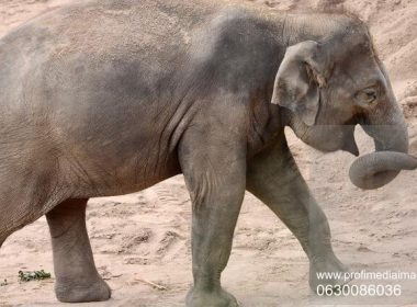 Braconajul excesiv de fildeş a dus la răspândirea elefanţilor fără colţi