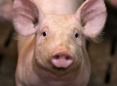 20 de tone de maţe de porc, reţinute în Portul Constanţa pentru că au prea mult antibiotic. Produsele urmau să ajungă în supermarketuri