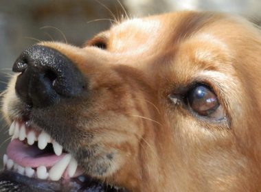 Copil omorât de mai mulţi câini în judeţul Constanţa