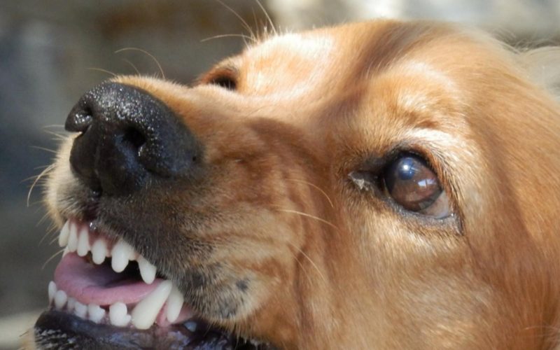 Copil omorât de mai mulţi câini în judeţul Constanţa