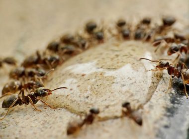 Cum protejăm culturile din solar de invazia furnicilor