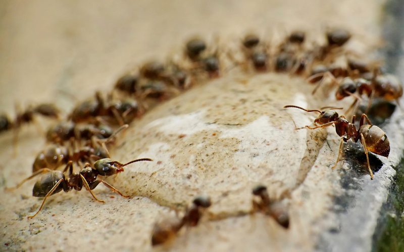 Cum protejăm culturile din solar de invazia furnicilor