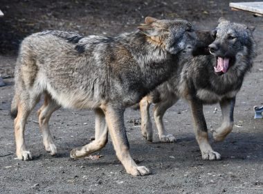 O grădină zoologică, închisă după ce o haită de lupi a evadat, în Franţa. Patru animale au fost ucise