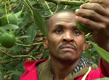 Justiţiari din Kenya se luptă să apere preţioasele culturi de avocado de cartelurile care vor să le fure