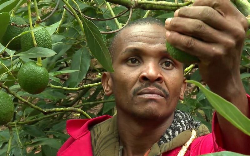 Justiţiari din Kenya se luptă să apere preţioasele culturi de avocado de cartelurile care vor să le fure