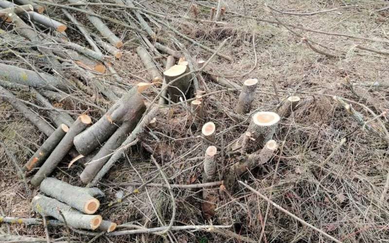 Primăria Capitalei a sesizat Poliţia pentru defrişarea a 150 de arbori, fără aviz, în Sectorul 2