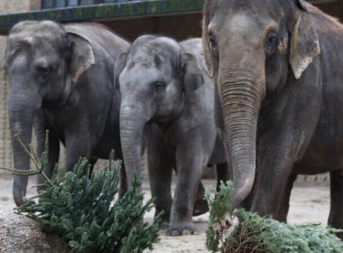 O turmă de elefanţi sălbatici a doborât un zid de beton şi a pătruns într-un parc zoologic din Bangladesh
