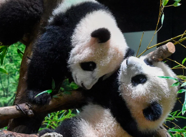 Pui gemeni de panda şi-au făcut debutul la grădina zoologică din Tokyo