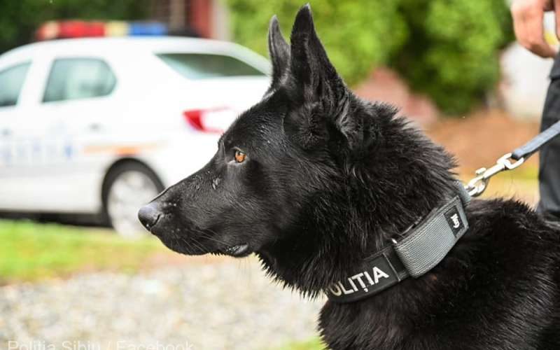 Un hoţ a fost prins cu ajutorul câinelui poliţist Bond