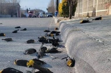 Fenomen inexplicabil: Peste o sută de păsări au murit dintr-un foc!