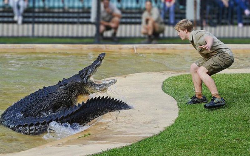 Familia regretatului Steve Irwin, la un pas de o nouă tragedie. Fiul lui, în pericol de a fi atacat de un crocodil