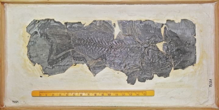 Cea mai veche fosilă de biban din lume e la Cluj