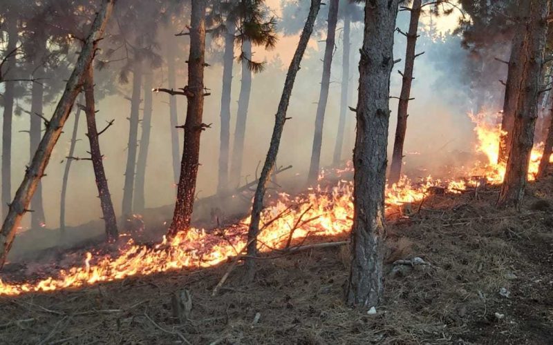Inceniu de pădure la Buzău. Avioanele MApN au aruncat 20 de metri cubi de apă de la înălţime