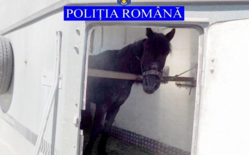 Cal salvat de poliţişti dintr-o zonă mlăştinoasă a Lacului Şuta, de la marginea municipiului Miercurea-Ciuc