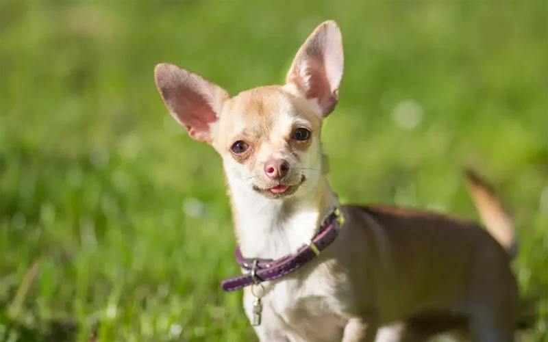  Un Chihuahua de 21 de ani, desemnat cel mai vârstnic câine în viaţă din lume