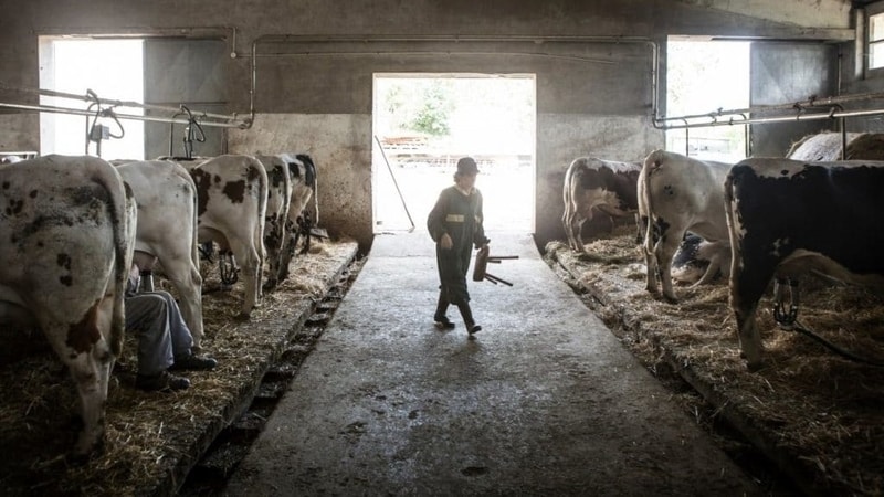 Probleme mari cu muncitorii din agricultură! ”Cum le-ai dat primul salariu, pleacă”￼￼