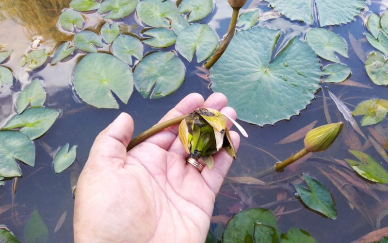 Nufărul termal, cultivat in vitro