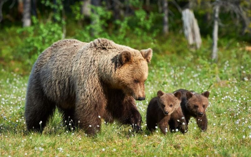 Vânătorii au împuşcat o ursoaică cu pui în Harghita. „Mormăia şi a fugit către noi”