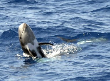 Zeci de delfini şi-au făcut apariţia la malul mării