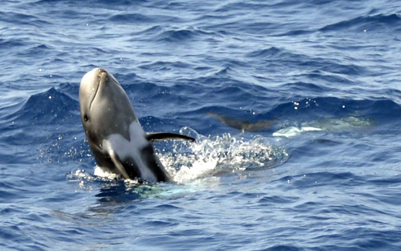 Războiul ucide delfinii