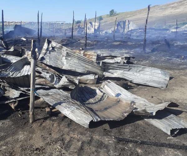 Peste 200 de oi au ars într-un incendiu izbucnit la Tocileni