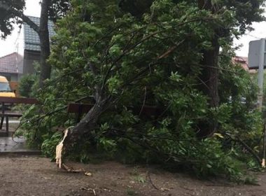 Patru oameni la spital după ce copacii au căzut peste ei