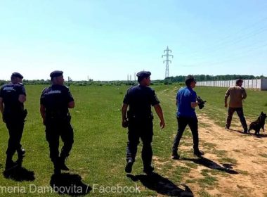 Jandarmeria Dâmboviţa: Au fost sistate acţiunile de căutare a leului în Târgovişte; zona este monitorizată în continuare