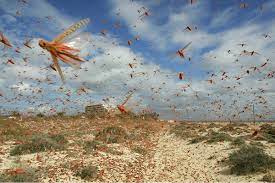 Culturi invadate de milioane de lăcuste