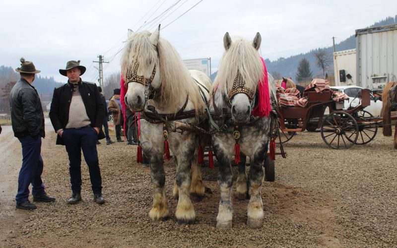 Parada cailor de la Moldoviţa