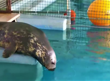 Două foci din Harkov vin la Delfinariul din Constanţa