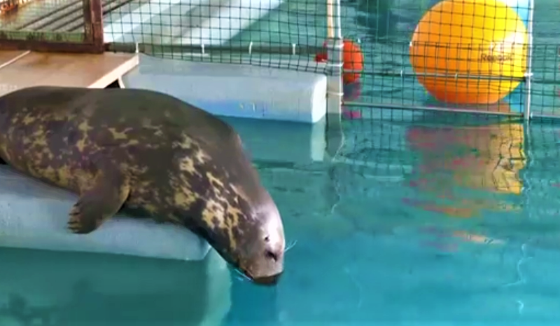 Două foci din Harkov vin la Delfinariul din Constanţa
