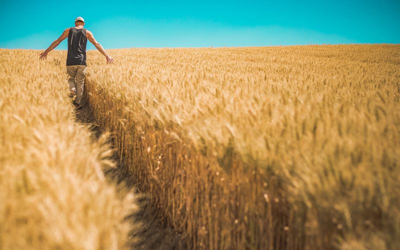 Cultivatorii români vor ca autorităţile să ia măsuri urgente în problema cerealelor ucrainene