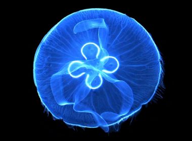 Dans magic al meduzelor albastre la malul mării